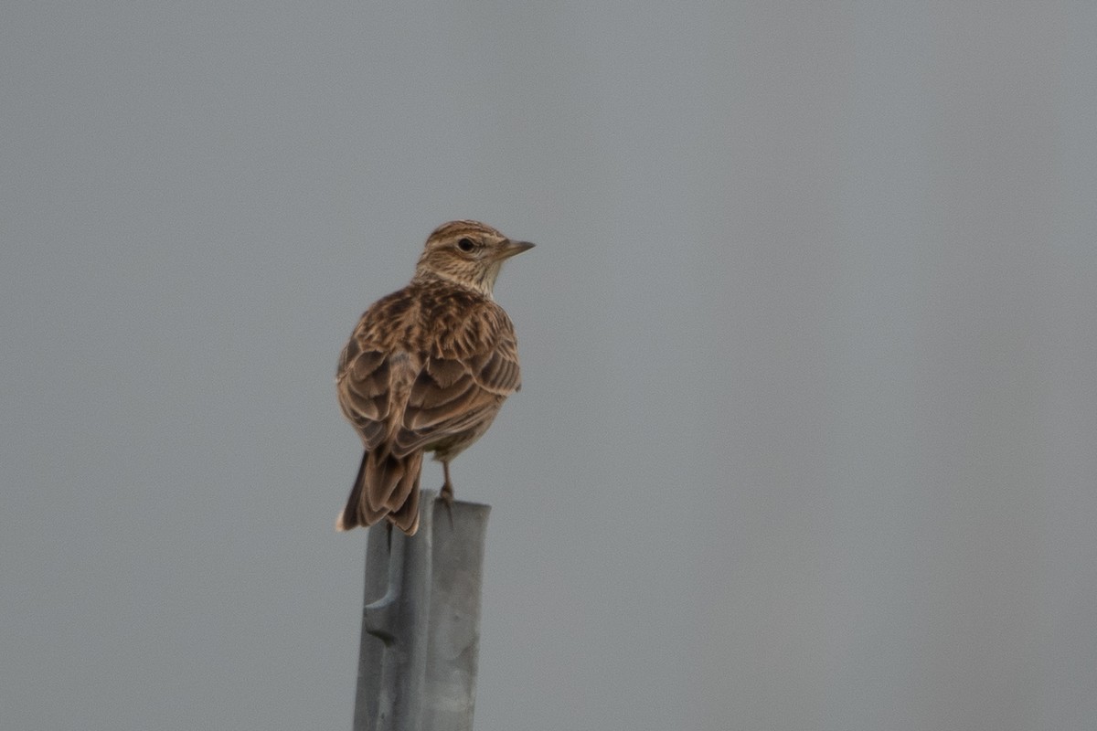 Eurasian Skylark - Bob & Bettina Arrigoni