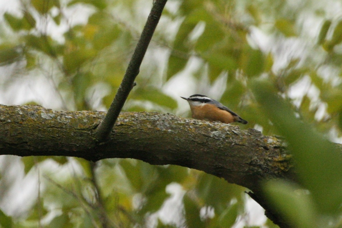 Red-breasted Nuthatch - ML125999421