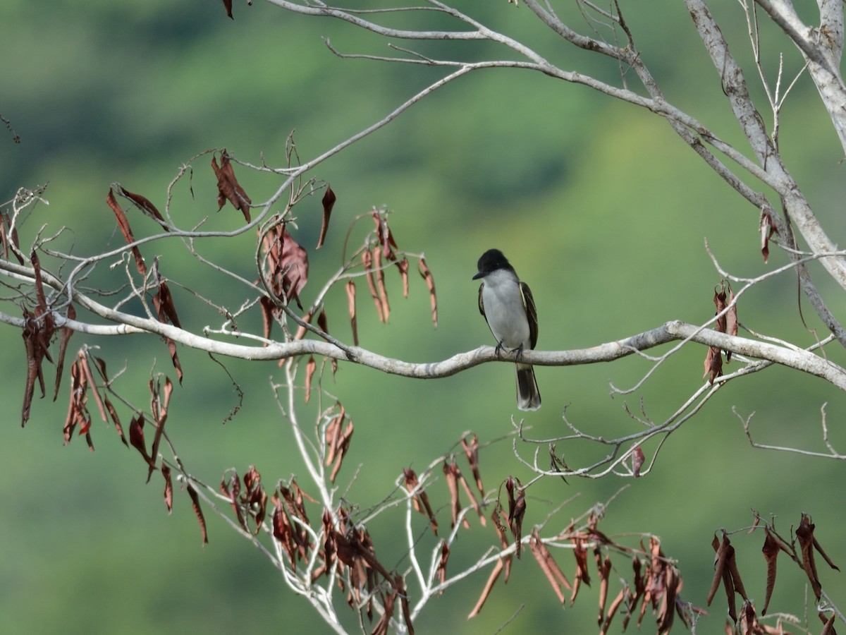 Antillenkönigstyrann - ML125999921