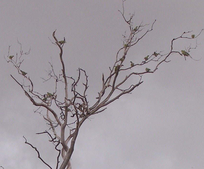 Timor Green-Pigeon - ML126002261