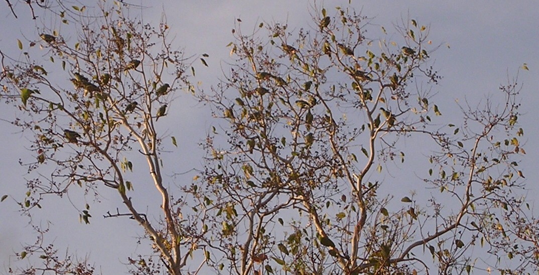 Timor Green-Pigeon - ML126002271