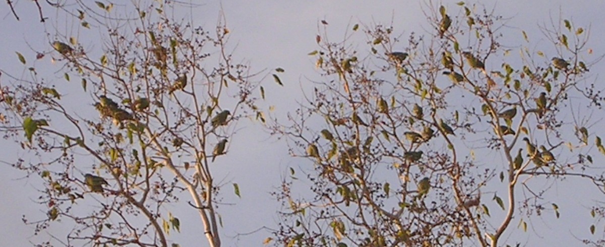 Timor Green-Pigeon - ML126002281