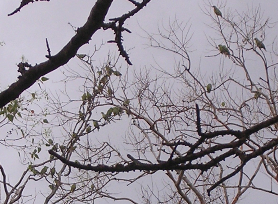 Timor Green-Pigeon - ML126002311