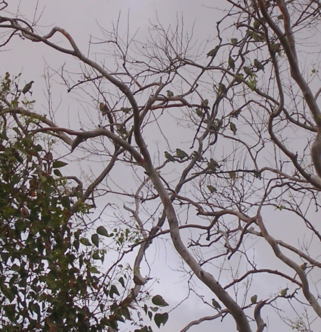 Timor Green-Pigeon - ML126002351