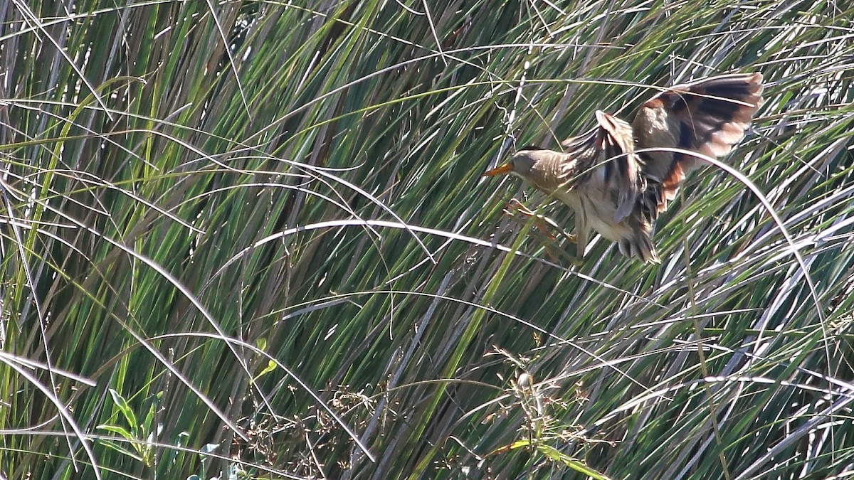 Stripe-backed Bittern - Luis Labadie