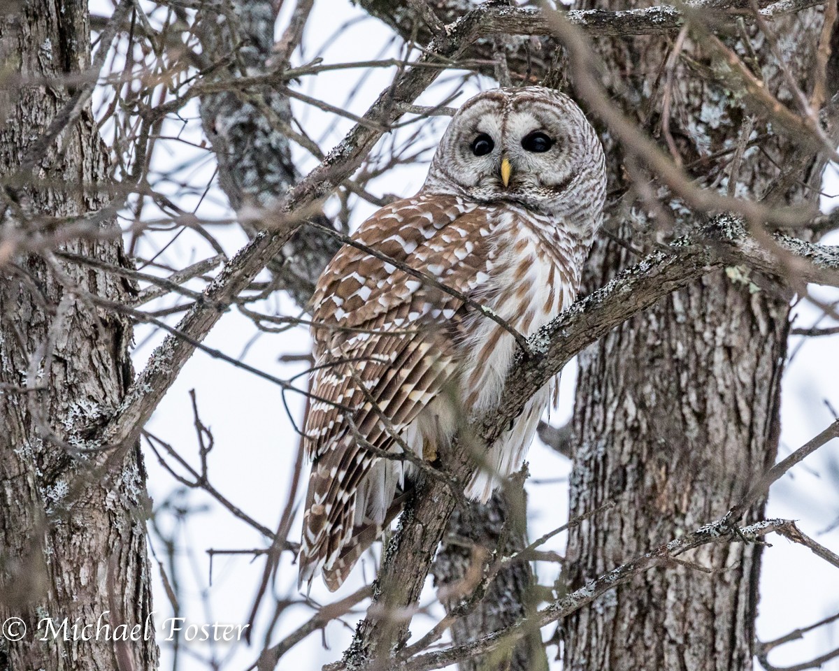 Barred Owl - Michael Foster