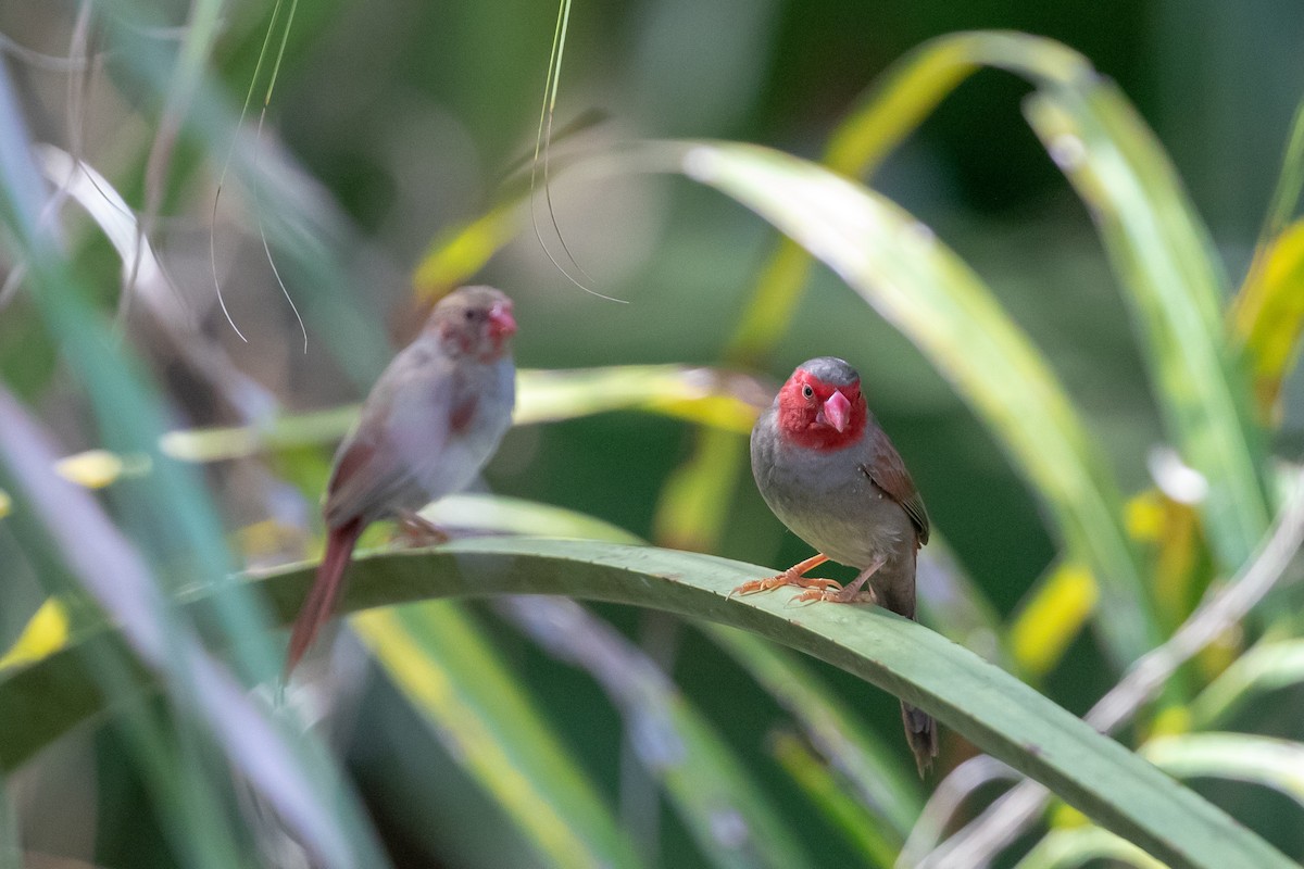 Crimson Finch - ML126010701