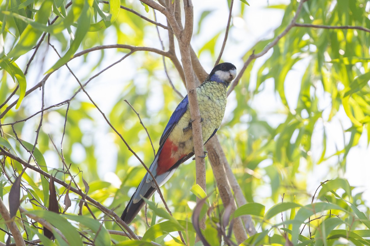 Northern Rosella - ML126010771