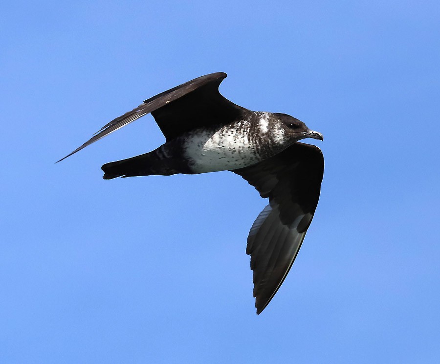 Pomarine Jaeger - Dave Patton