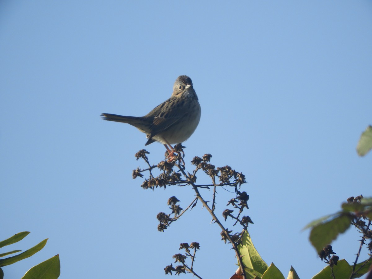 Lincoln's Sparrow - ML126014021