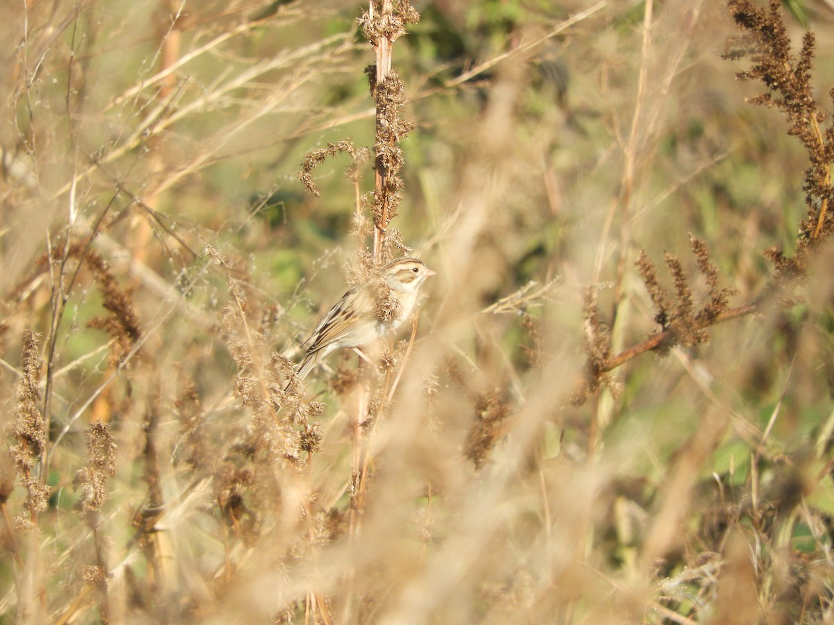 Clay-colored Sparrow - ML126014201