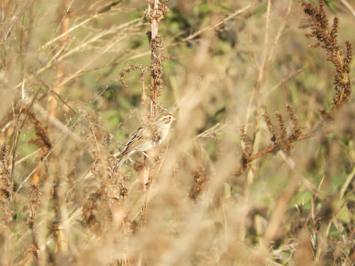 Clay-colored Sparrow - ML126014211