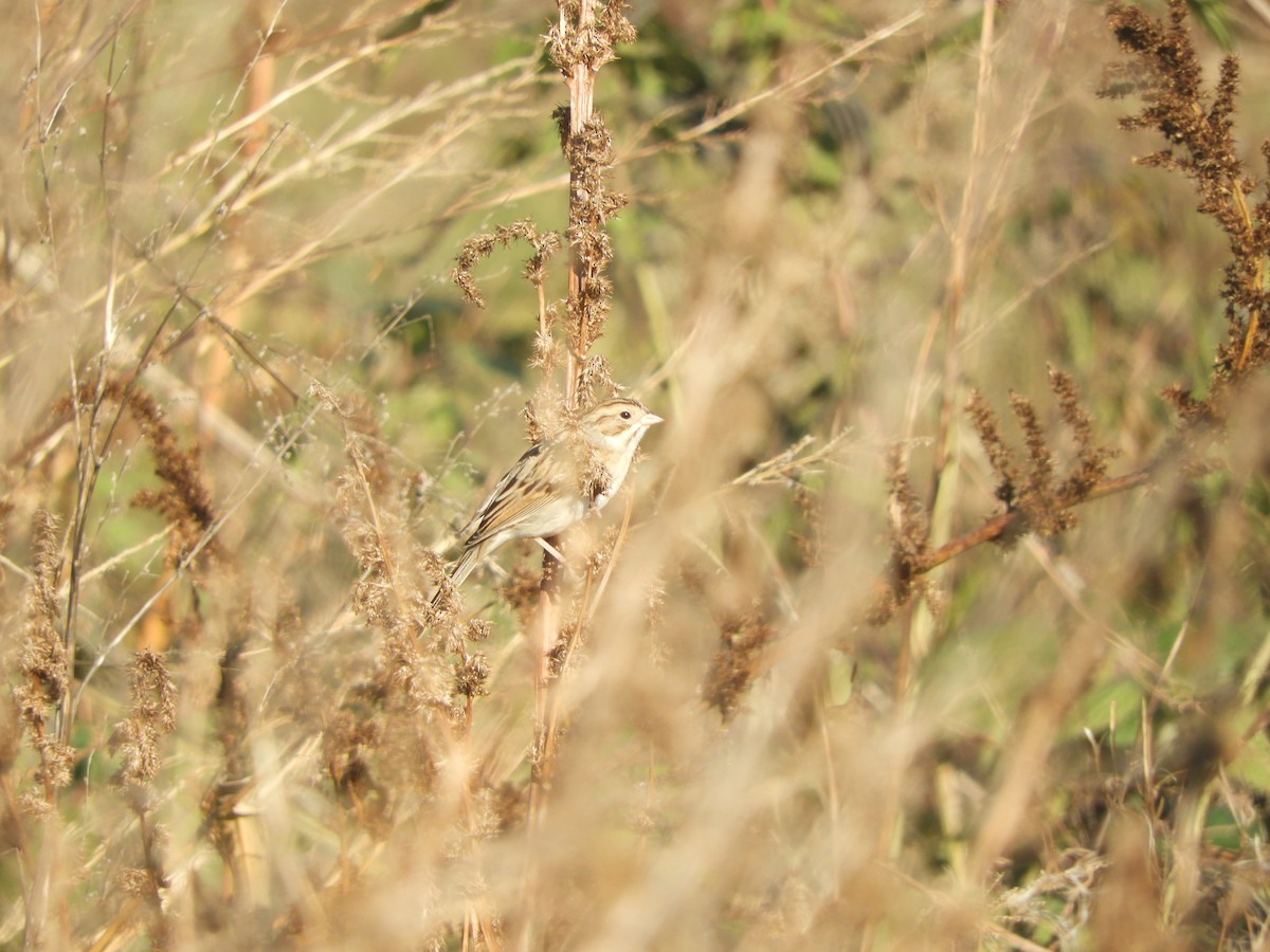 Clay-colored Sparrow - ML126014221