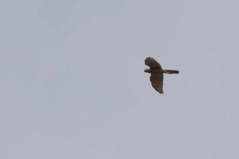 Collared Sparrowhawk - ML126014871