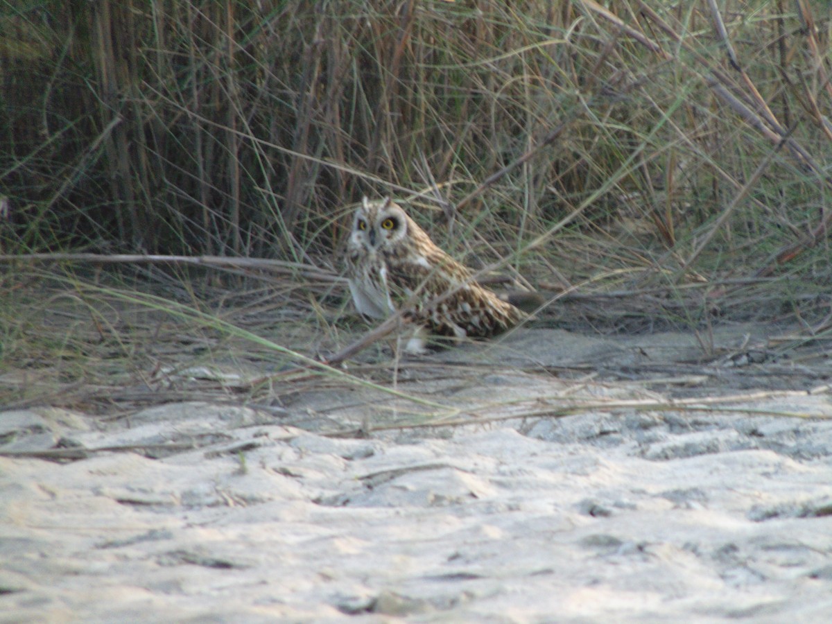 Short-eared Owl - Leons Mathew Abraham