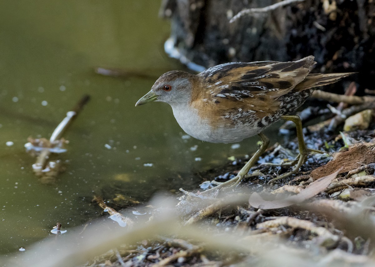 Baillon's Crake - Lucas Brook