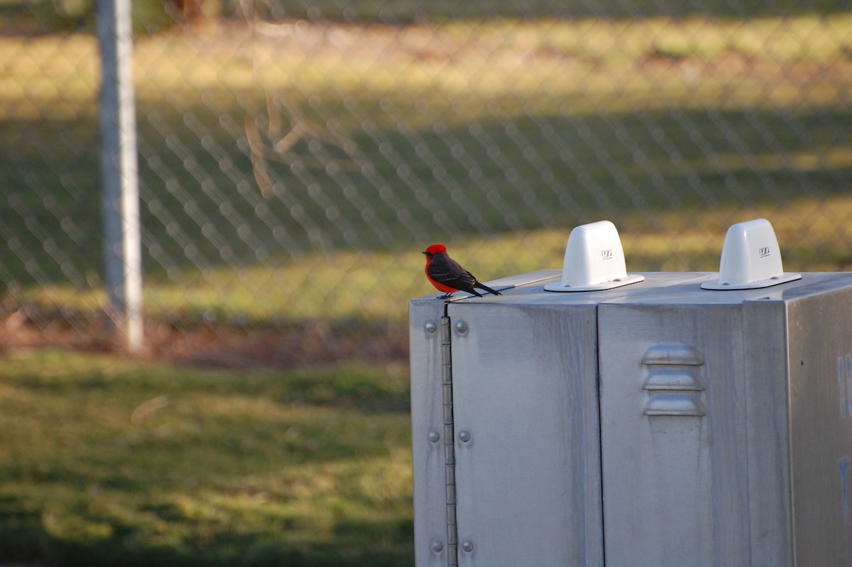 Vermilion Flycatcher - ML126019461