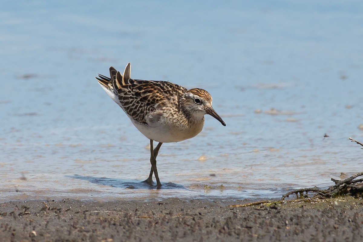 Sharp-tailed Sandpiper - ML126019731