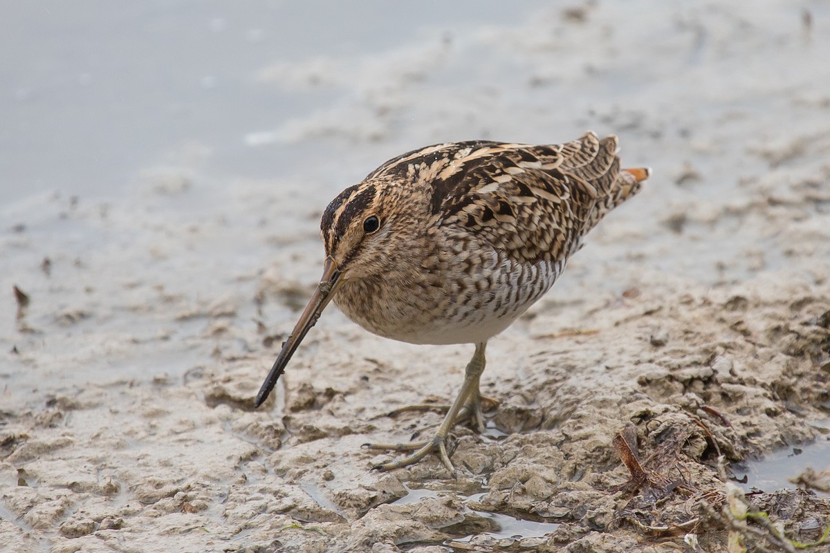 Latham's Snipe - ML126019841