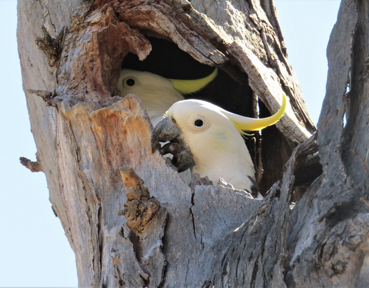 Sulphur-crested Cockatoo - ML126019941