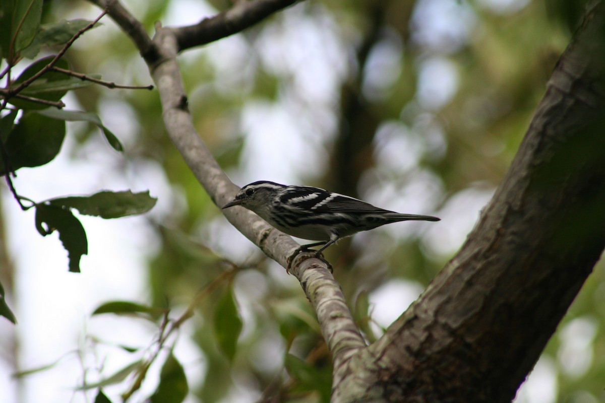 Paruline noir et blanc - ML126020221