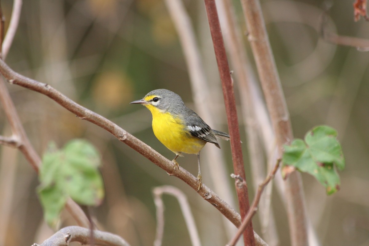 Adelaide's Warbler - ML126020291