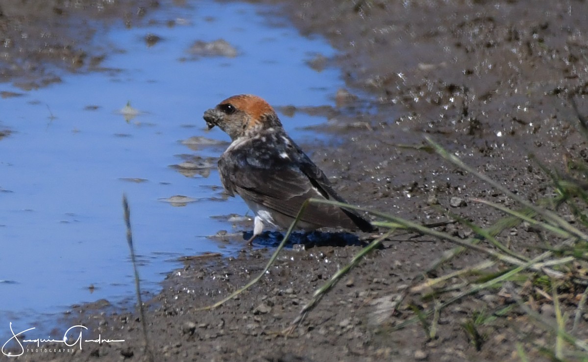 Golondrina Ariel - ML126020431