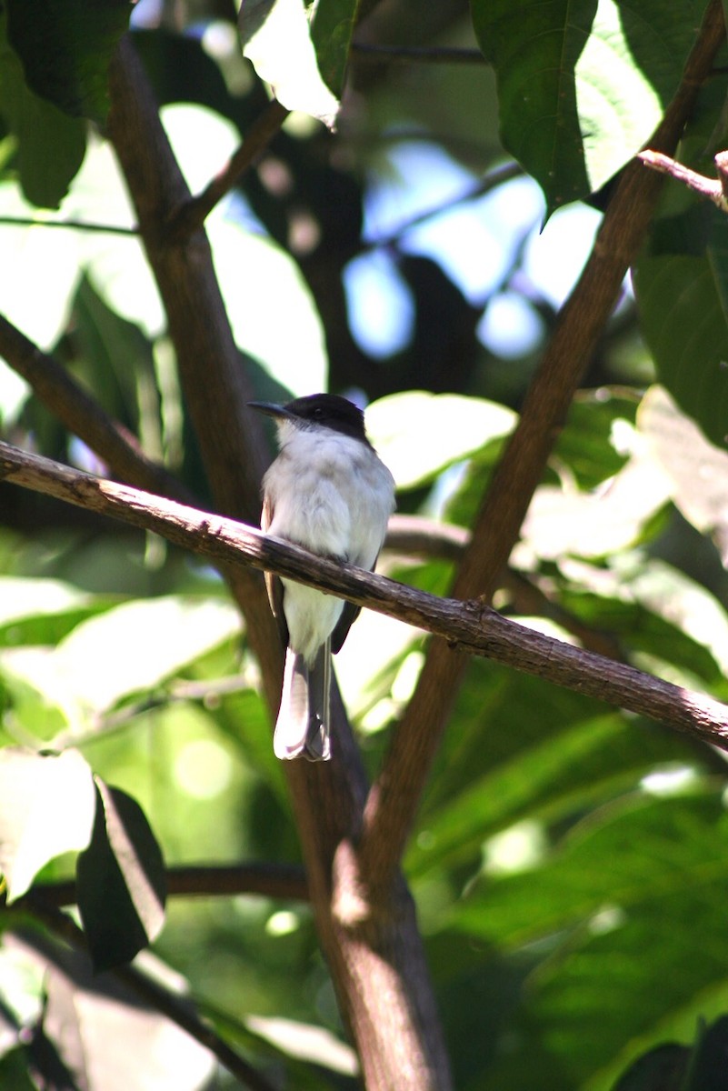 Loggerhead Kingbird - ML126020731