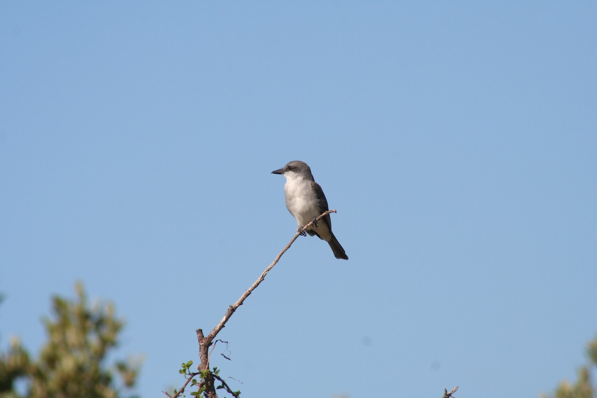 Gray Kingbird - Jose A. Salguero