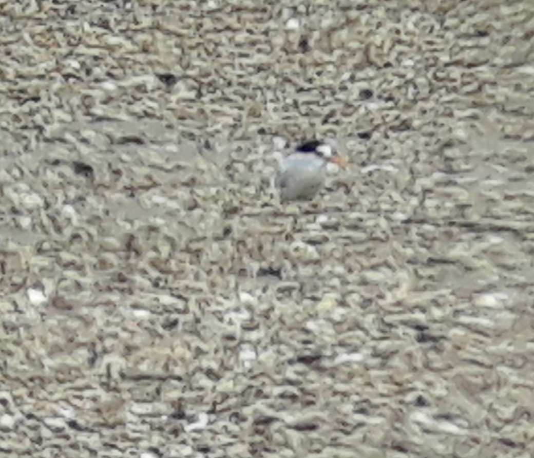 Australian Fairy Tern - ML126021211