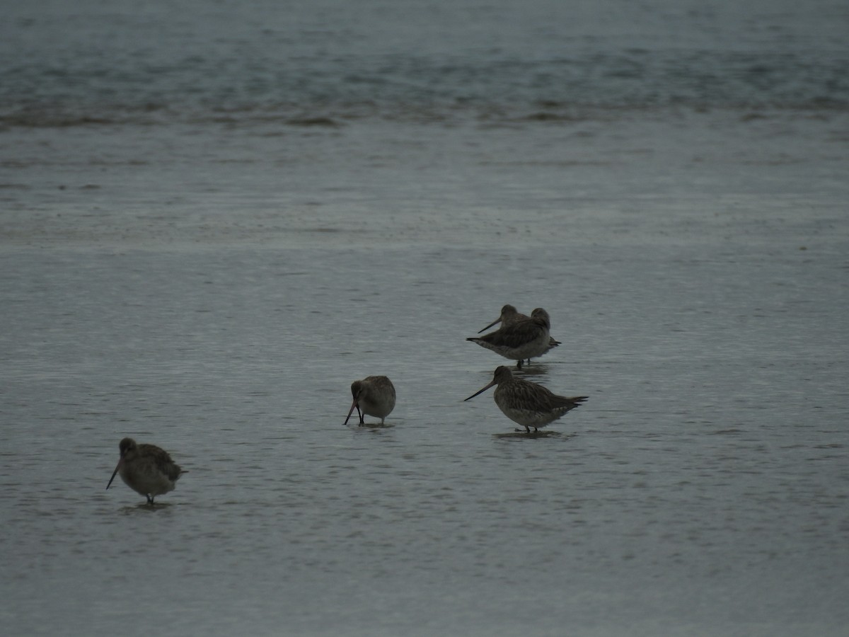 Bar-tailed Godwit - ML126021351