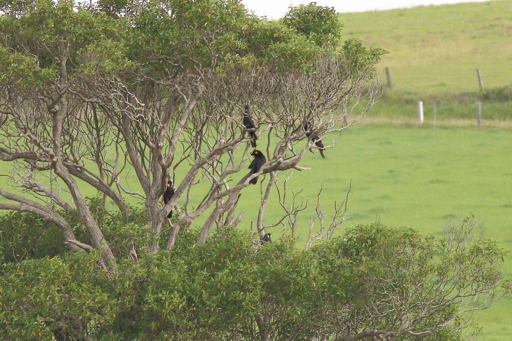 Yellow-tailed Black-Cockatoo - ML126021461