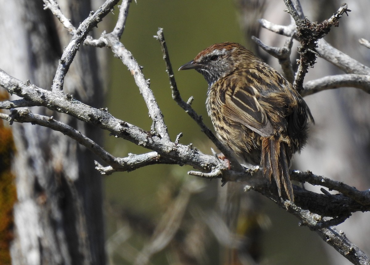 New Zealand Fernbird - ML126021541