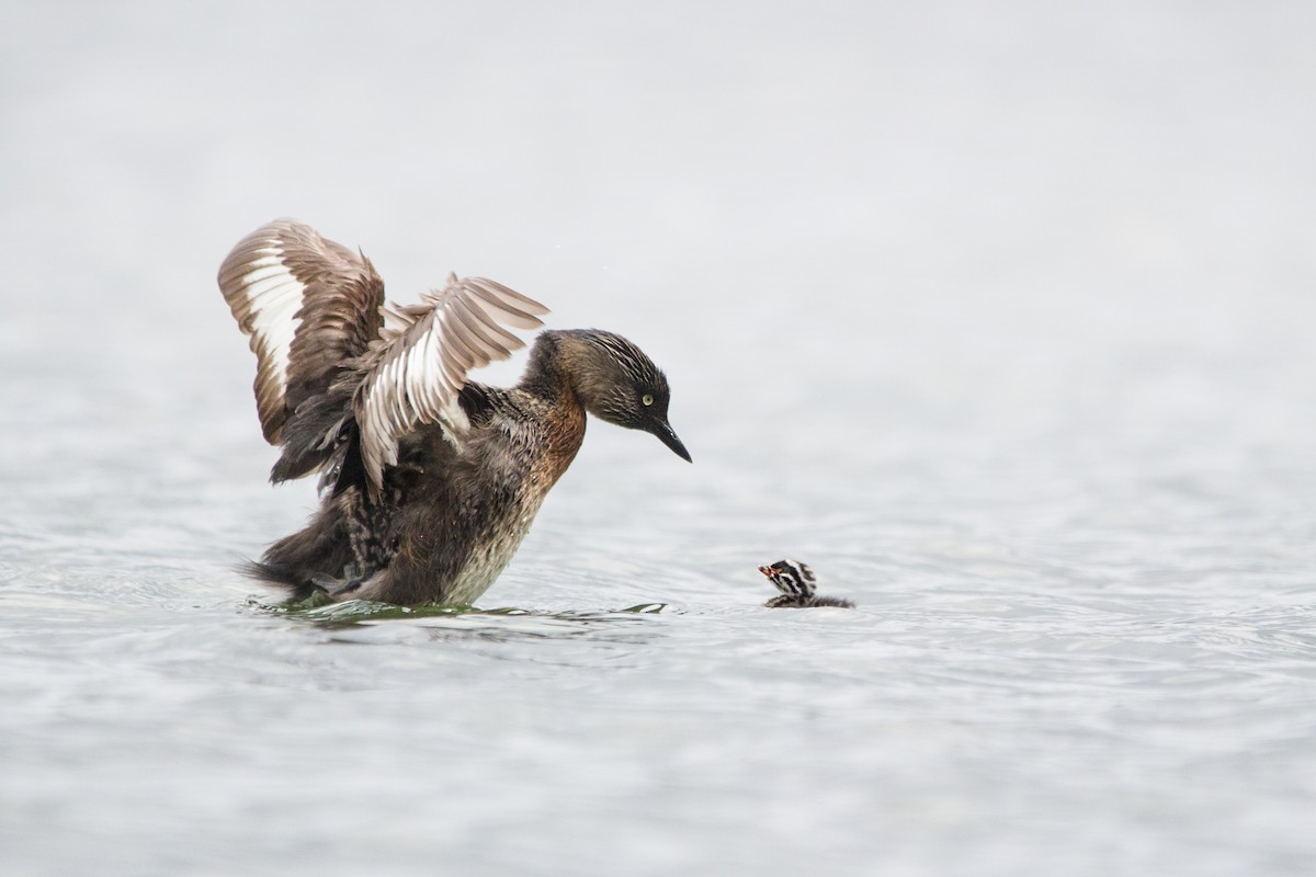 New Zealand Grebe - Oscar Thomas