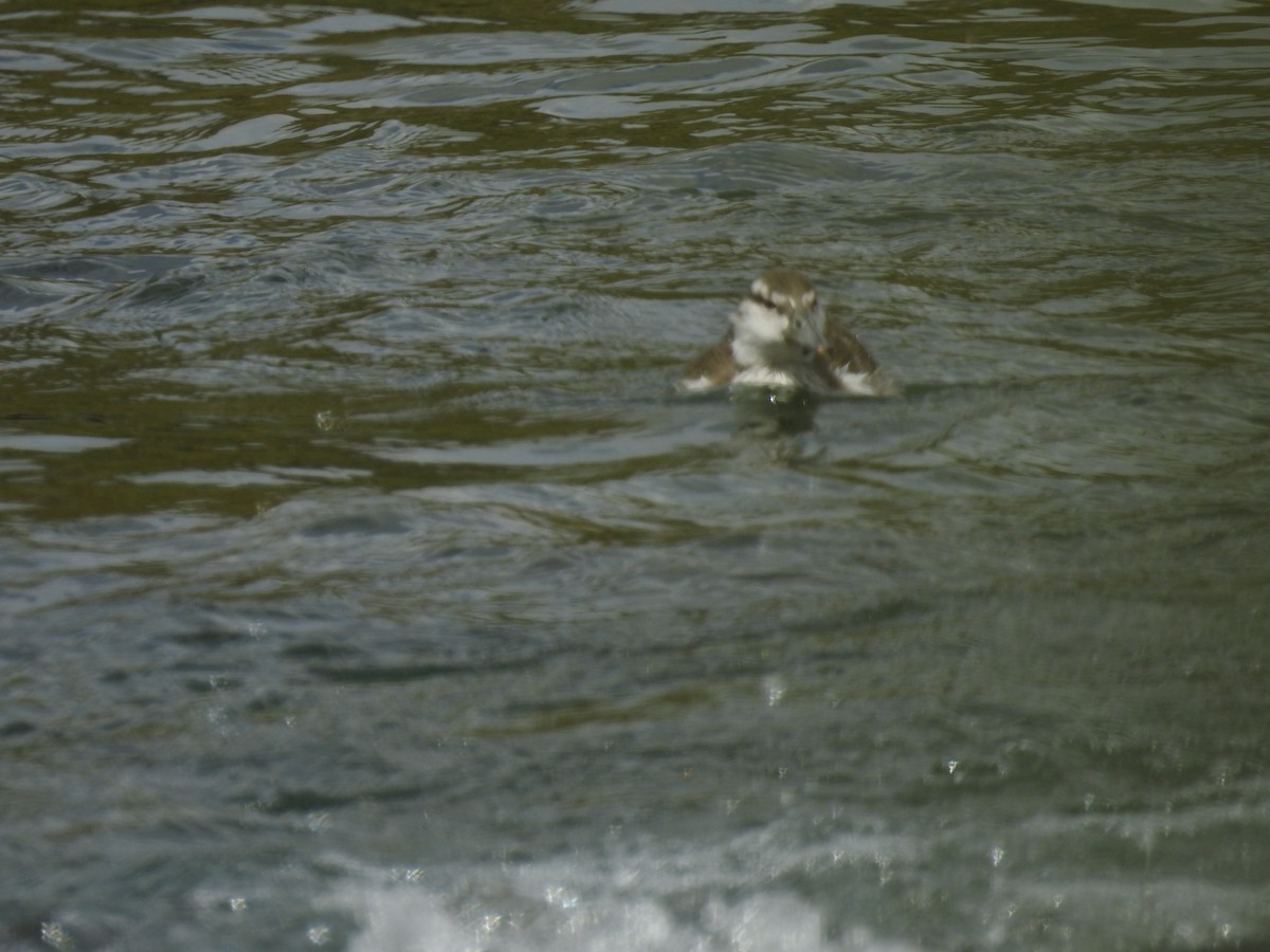 Blue Duck - ML126022061