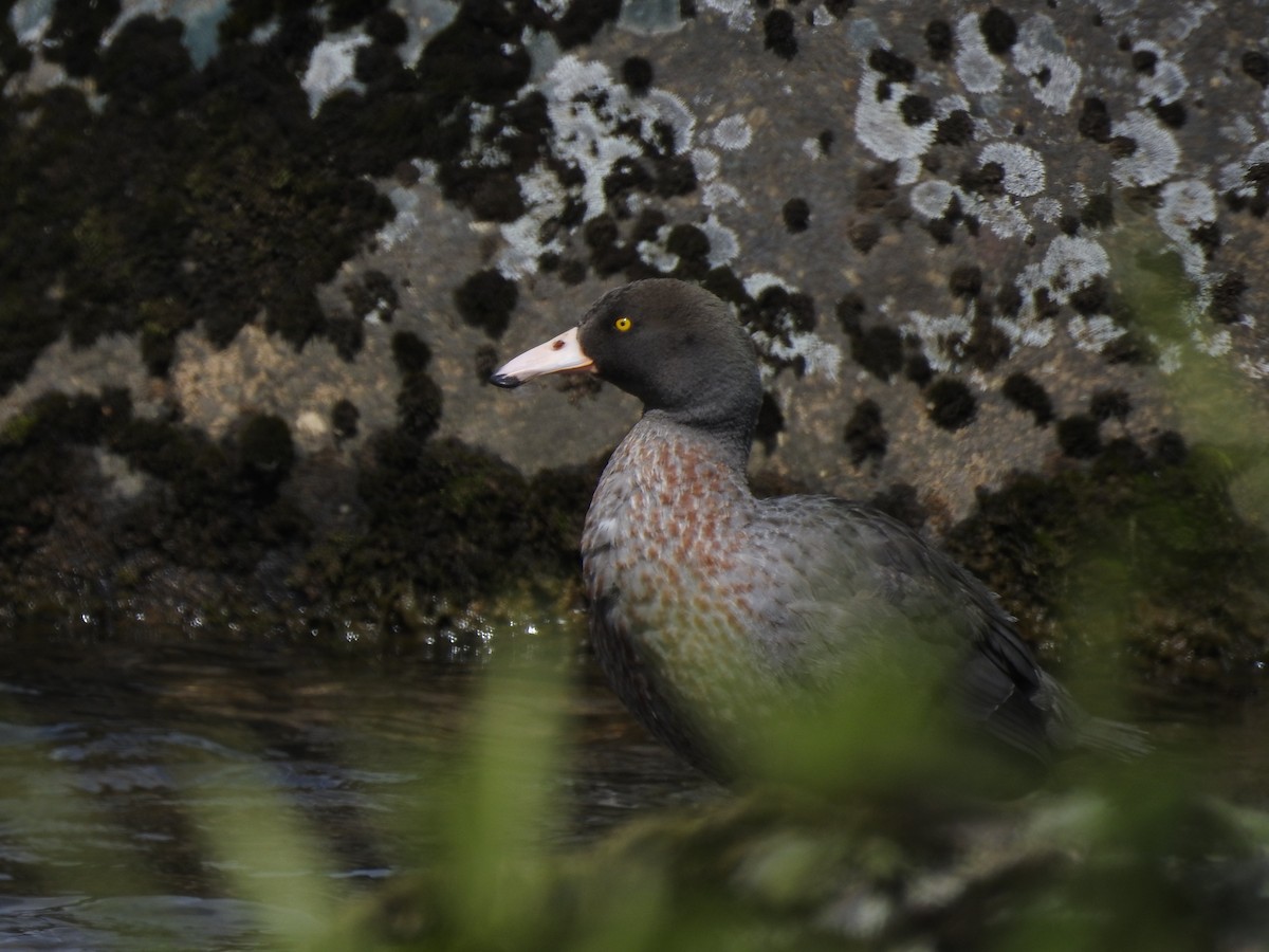 Blue Duck - ML126022071