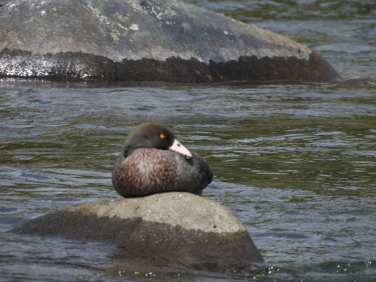 Canard bleu - ML126022101