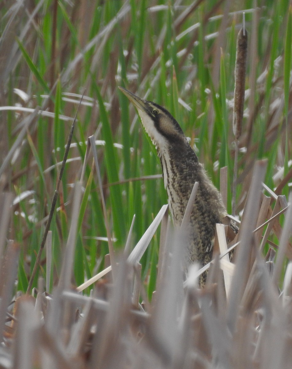 Australasian Bittern - ML126022221