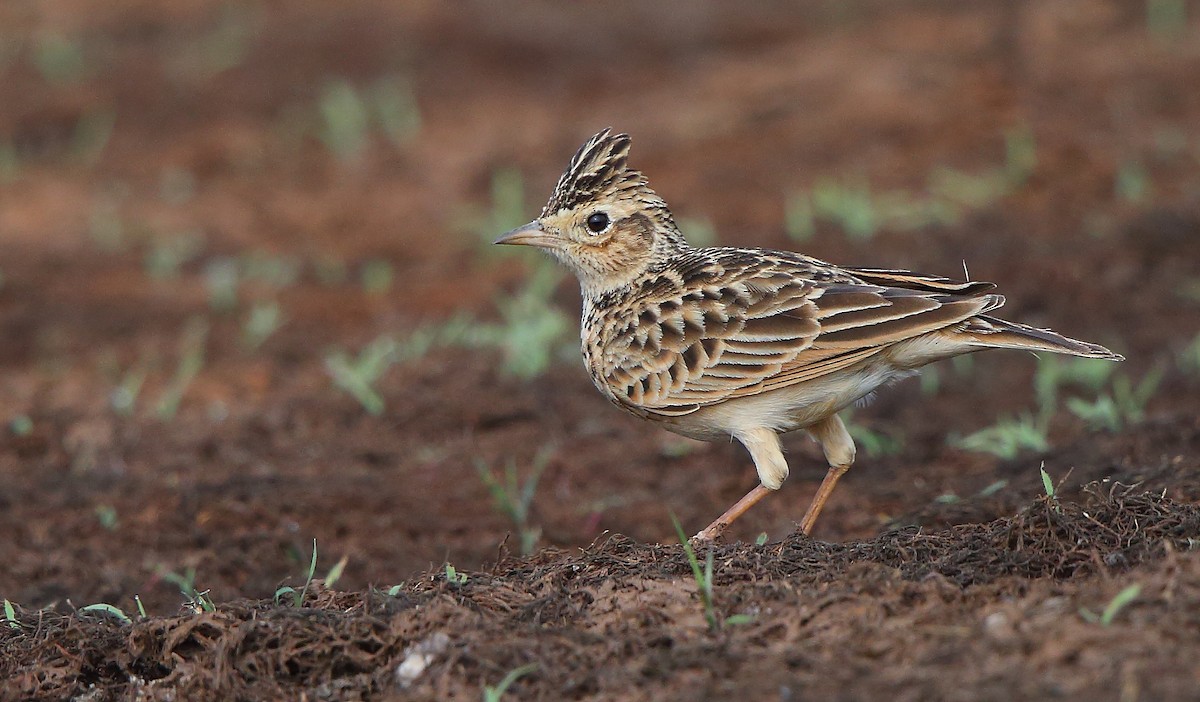 Oriental Skylark - Albin Jacob