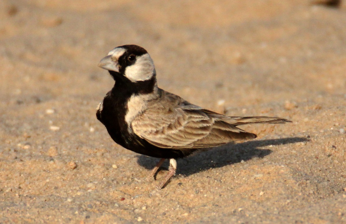 Black-crowned Sparrow-Lark - ML126026131