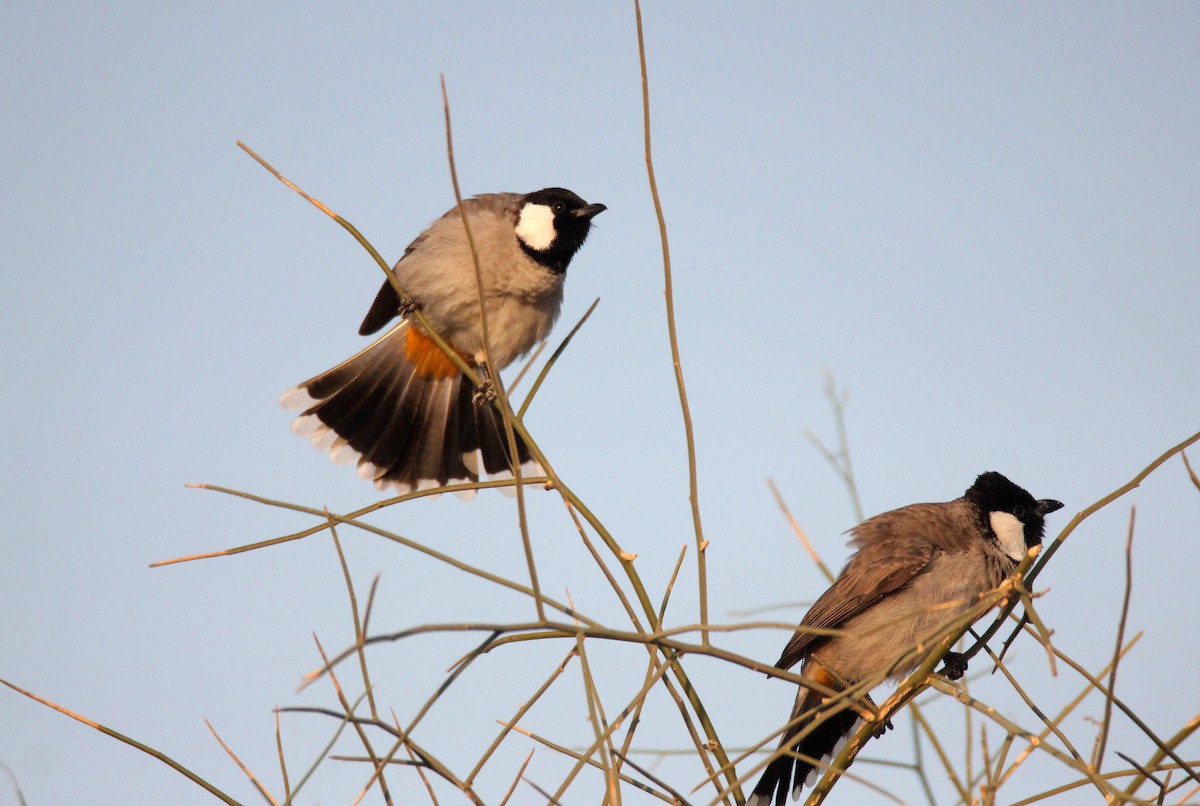 White-eared Bulbul - ML126027091