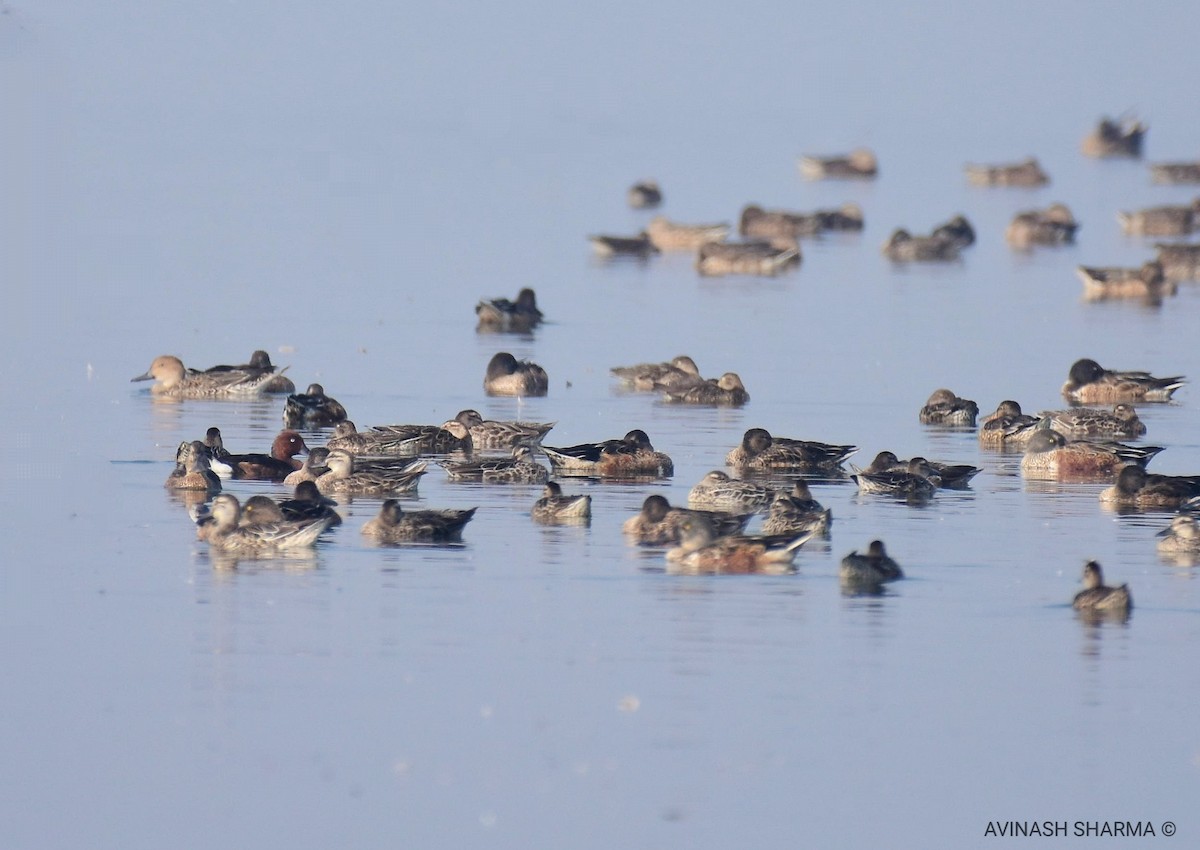 Ferruginous Duck - ML126027131