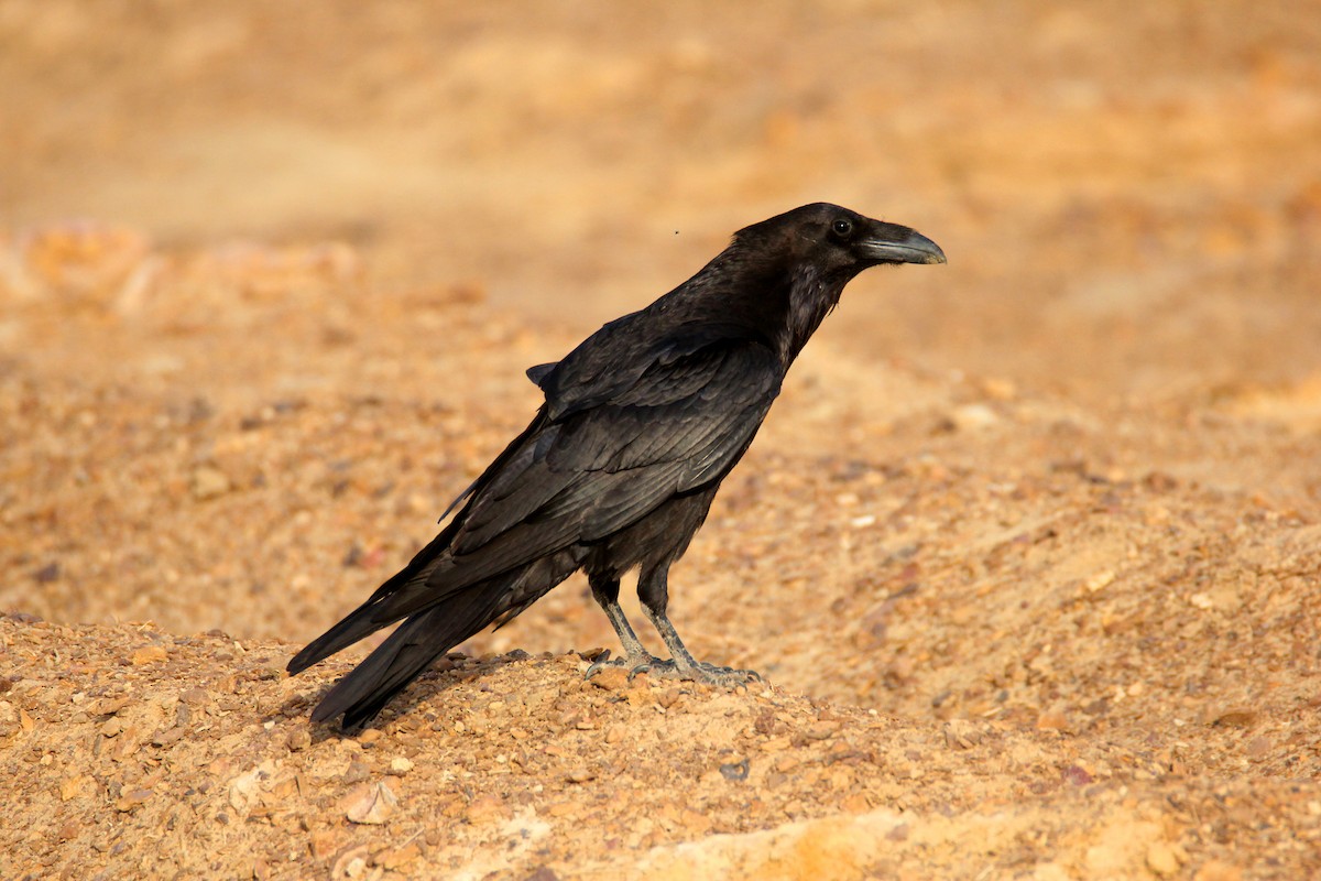 Common Raven - ML126027161