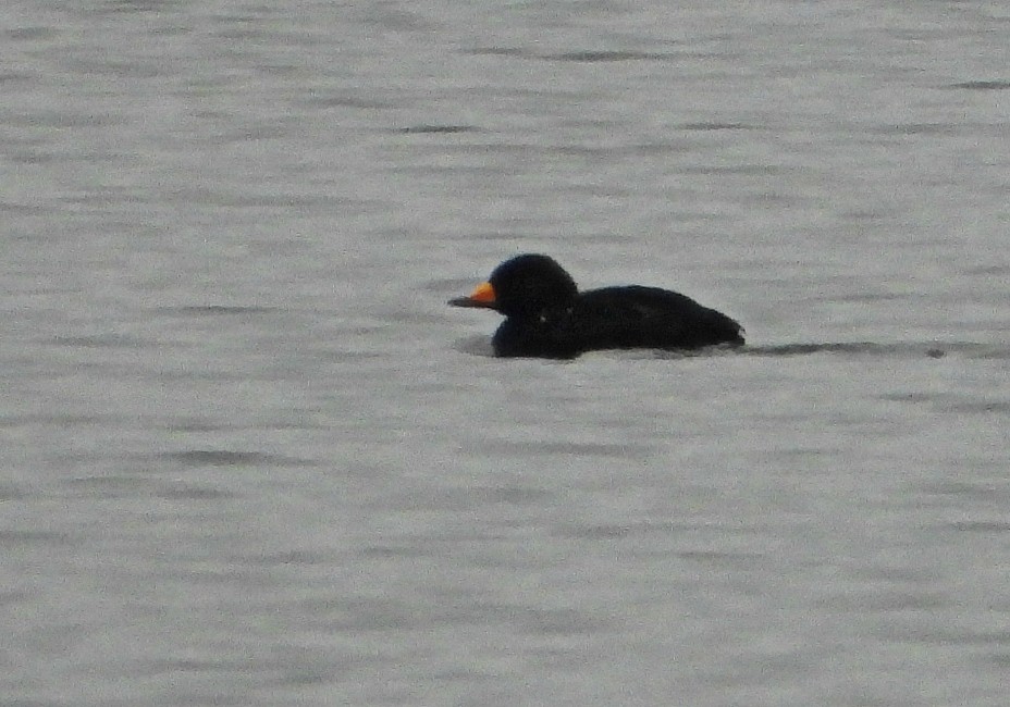 Black Scoter - ML126028171