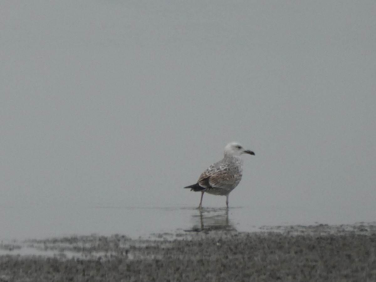 Caspian Gull - Oli Bailey