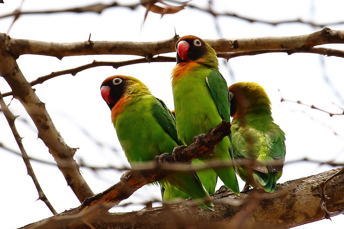 Black-cheeked Lovebird - Robert Johnson
