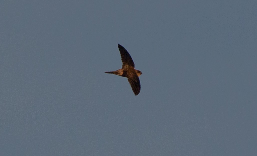 dark swiftlet sp. - ML126030011