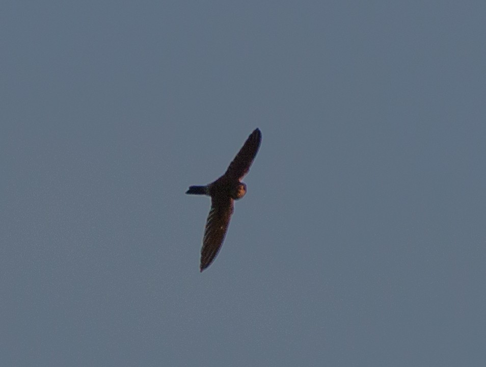 dark swiftlet sp. - ML126030021