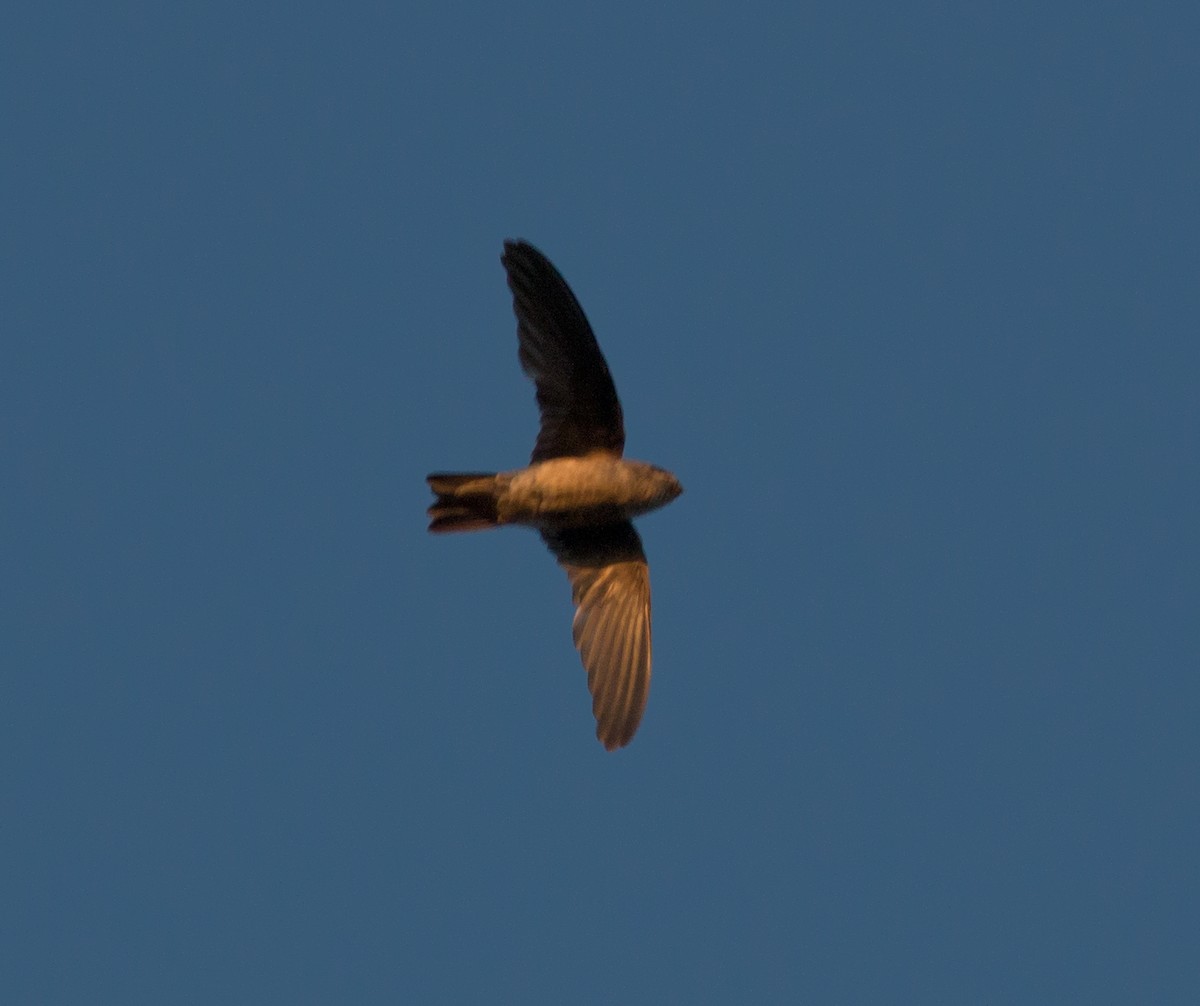 dark swiftlet sp. - ML126030041