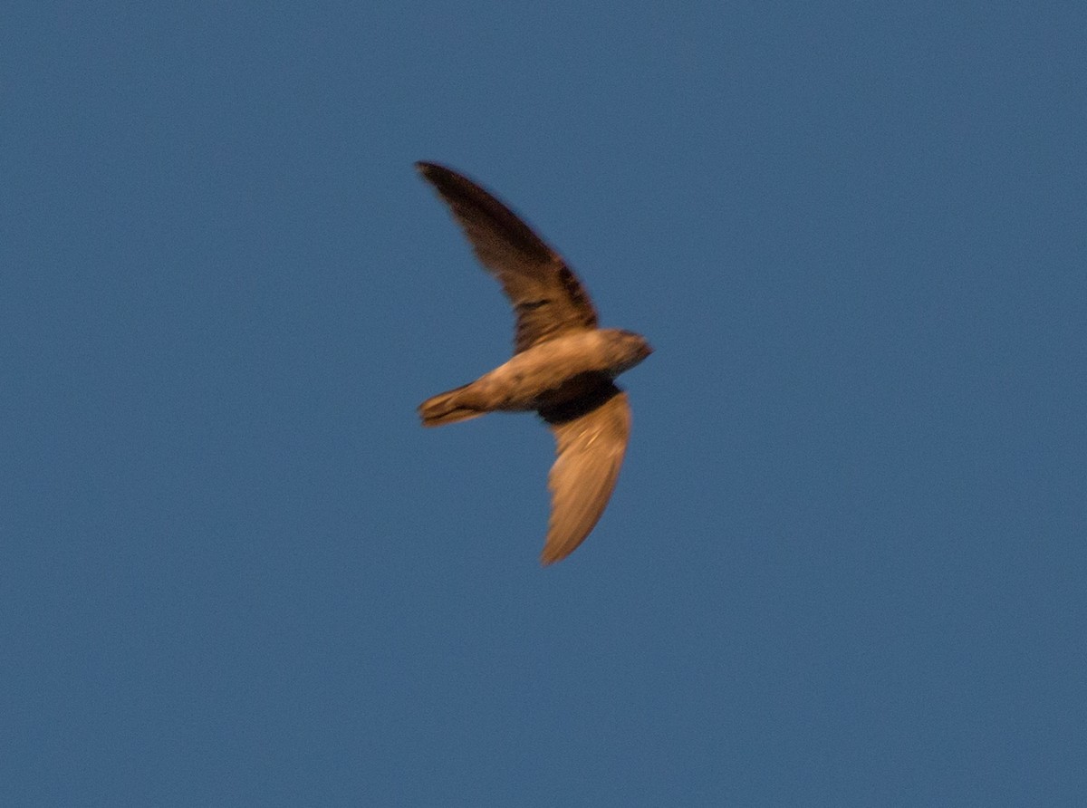 dark swiftlet sp. - ML126030051